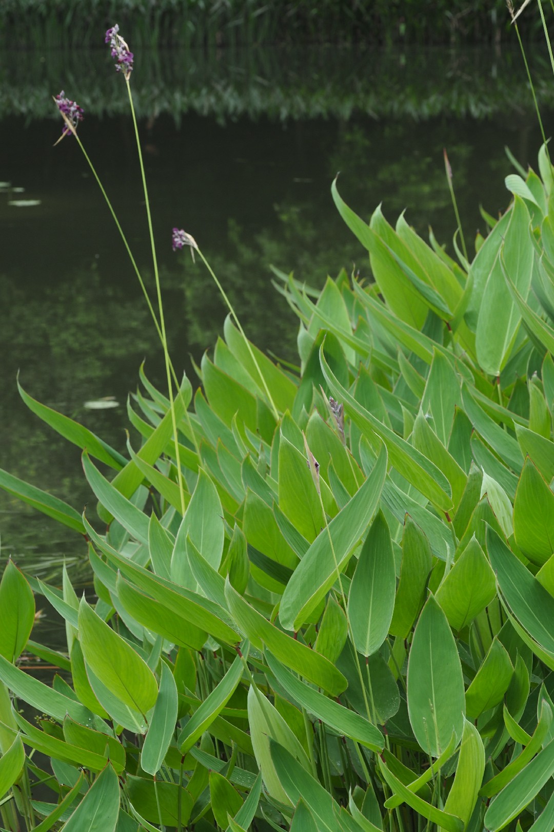Alligator-flag (Thalia) - PictureThis