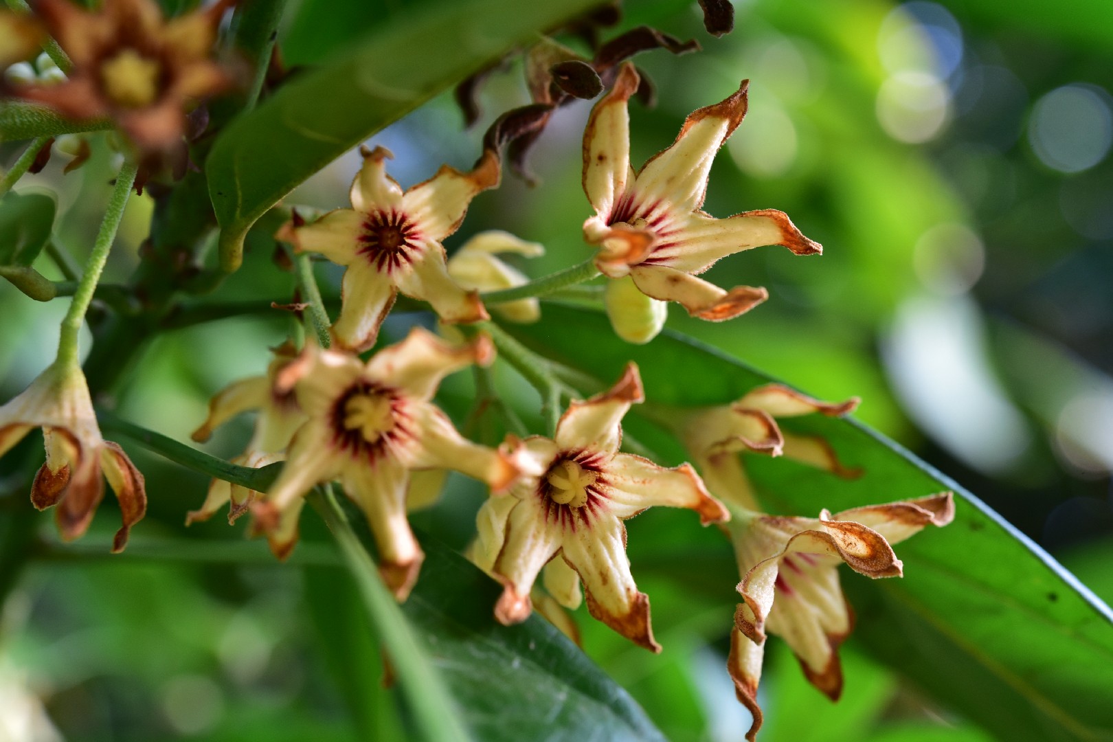 orange begonia plant Begonia Tropical Mix