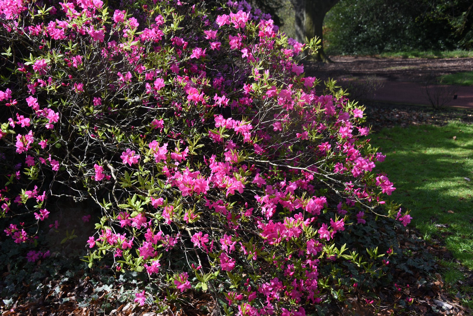 ムラサキヤシオツツジ（紫八汐躑躅） (Rhododendron albrechtii