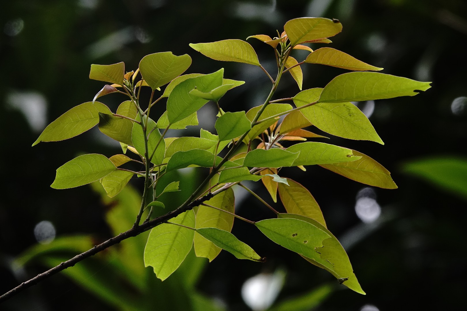 사람주나무속 (Neoshirakia)