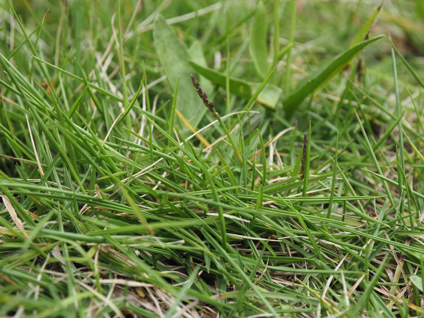 Manila grass (Zoysia matrella) Flower, Leaf, Care, Uses PictureThis