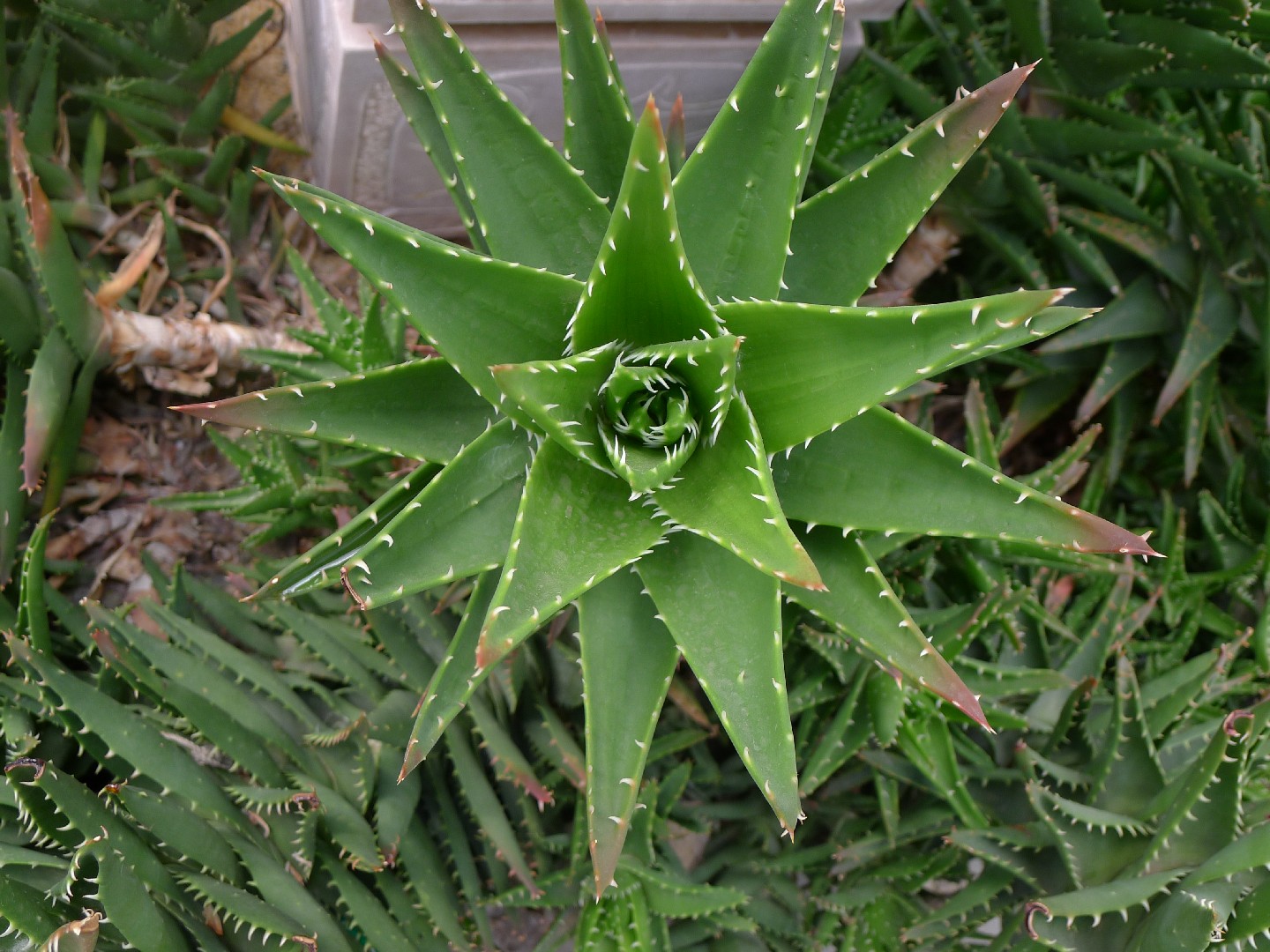 aloe vera lt Savia Pineapple Aloe Vera Drink 12/1.5 Lt main image 0