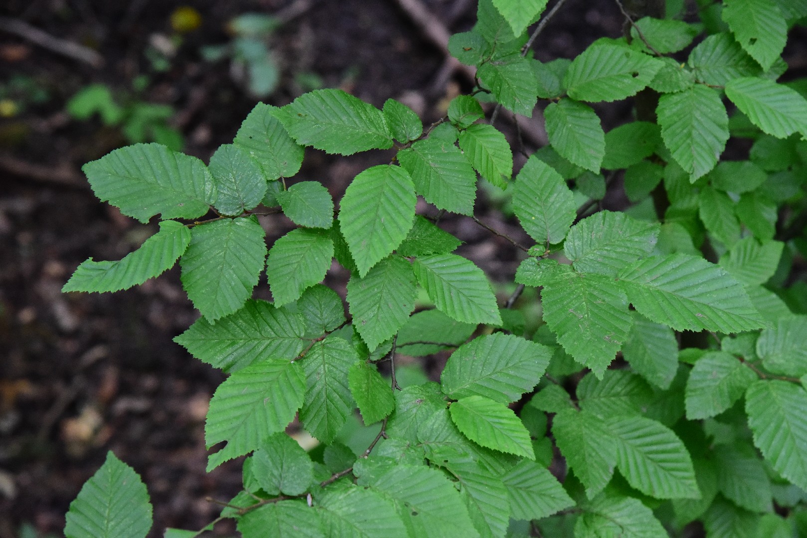 クマシデ属 (Carpinus) 花言葉,毒性,よくある質問 - PictureThis