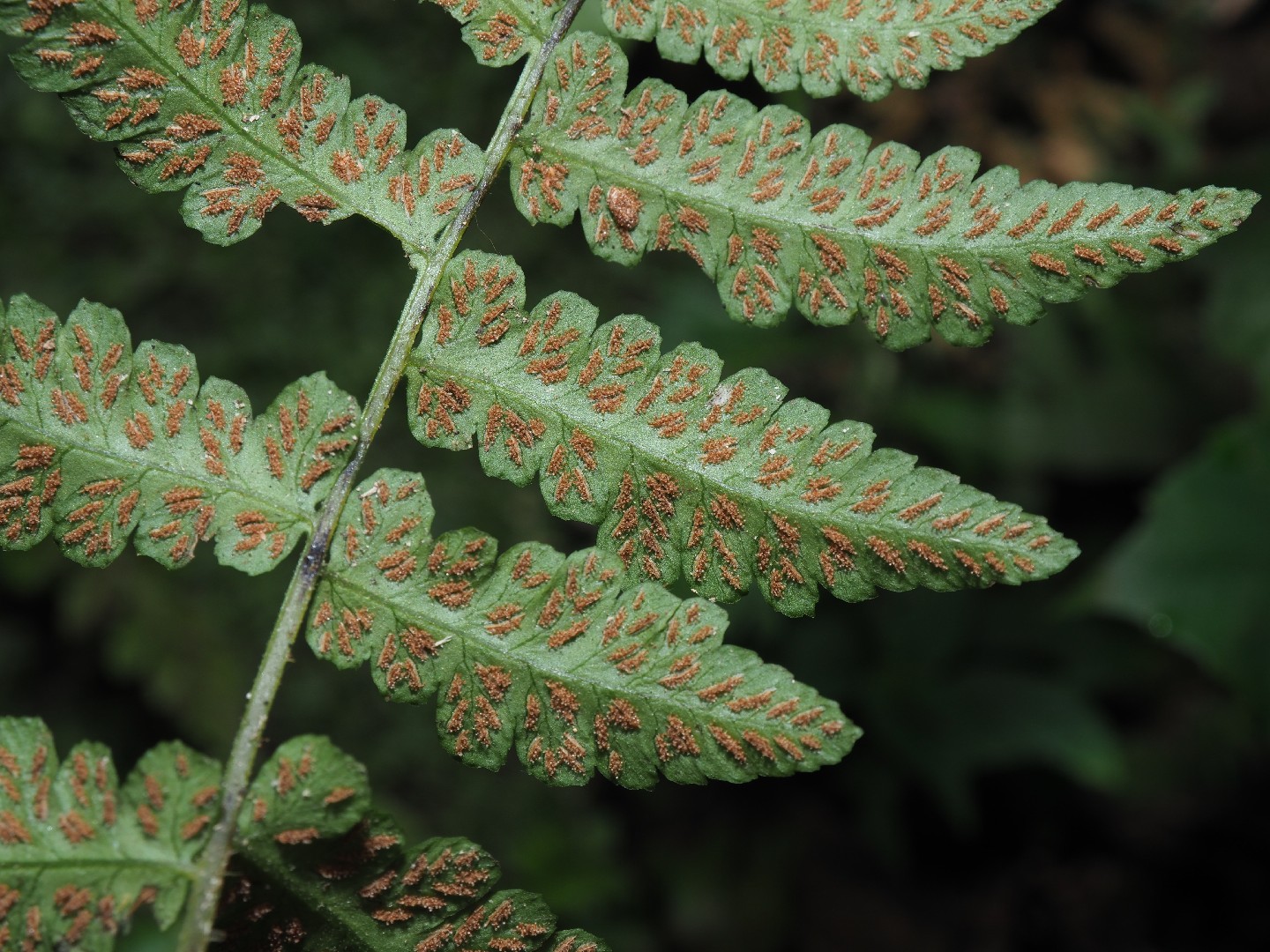 Palm III by NMG Network - Issuu, image size:1440x1080