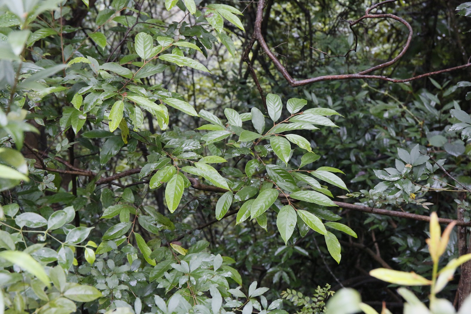 Pygeum Flower, Leaf, Care, Uses - PictureThis