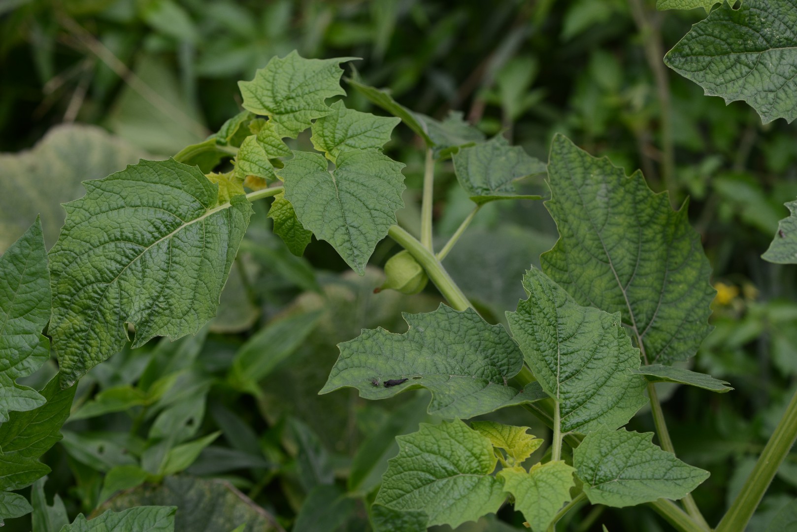 黏果酸漿(分類, 特徵, 象徵意義, 圖片, 有毒)