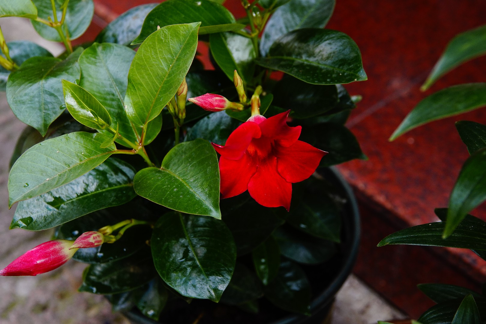 Jazmín de Chile (Mandevilla laxa) - PictureThis