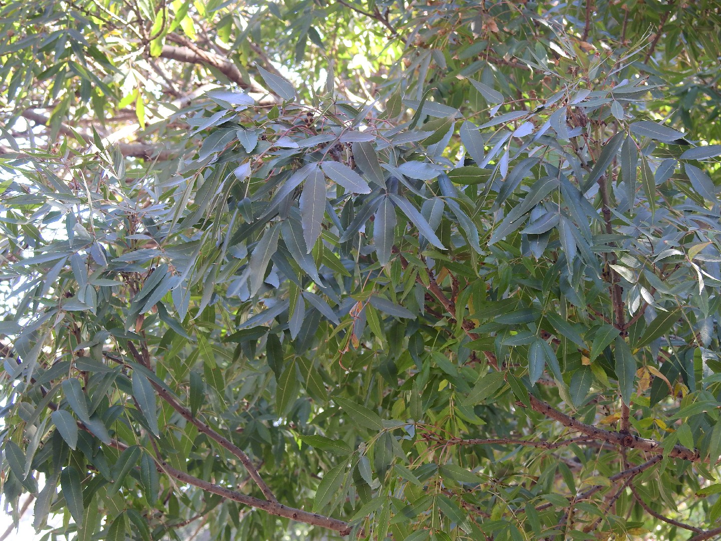 좁은잎물푸레나무