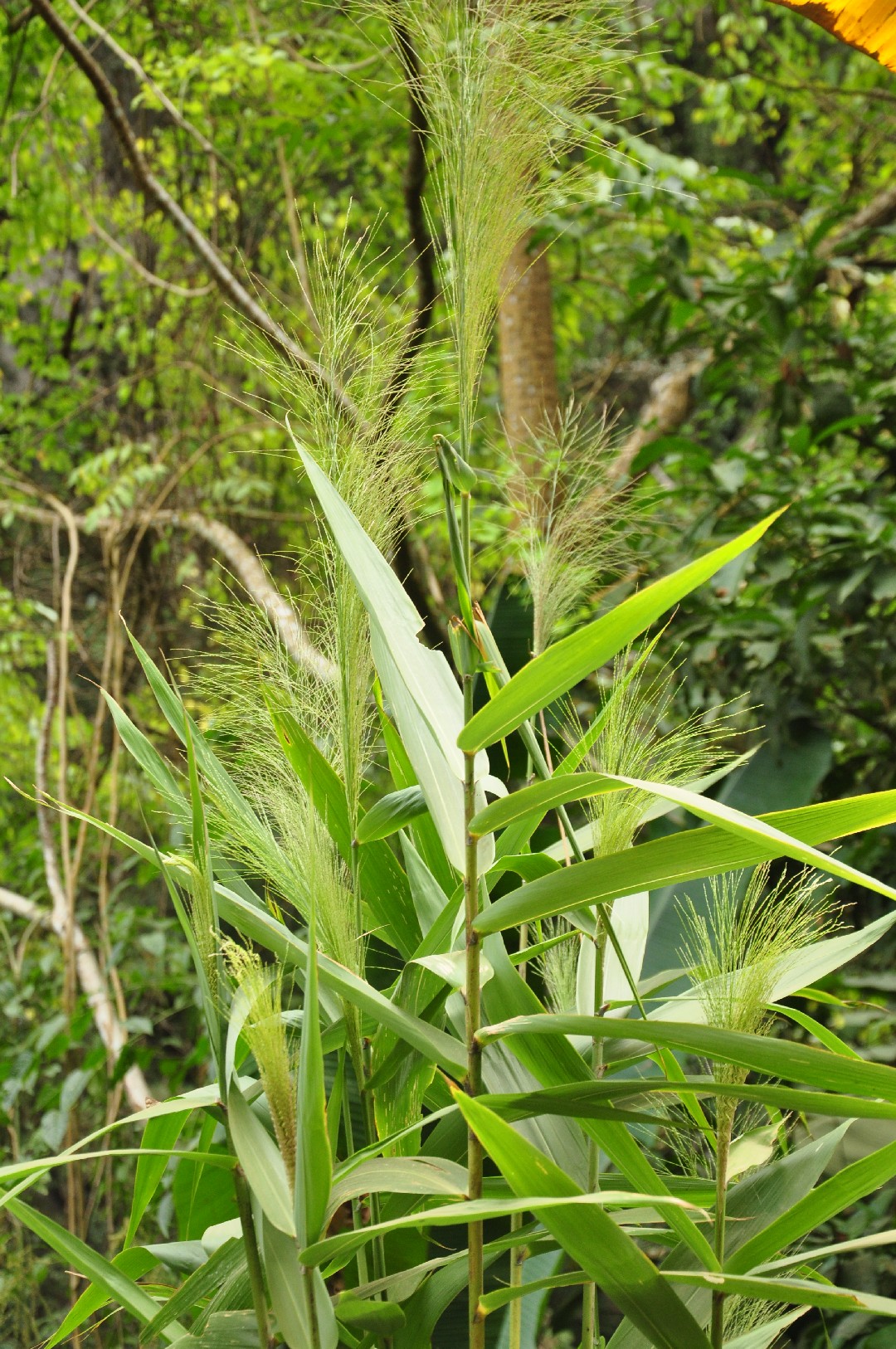 Escoba de bambú (Thysanolaena)