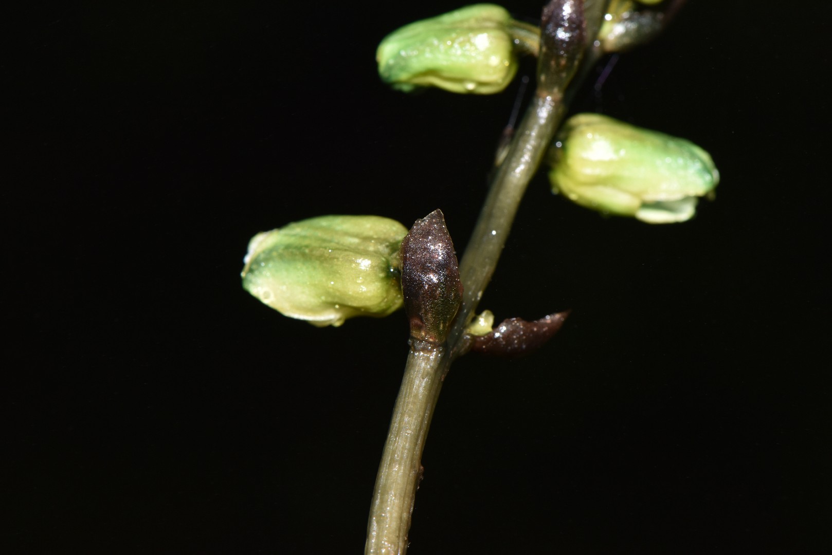 オニノヤガラ属 (Gastrodia)