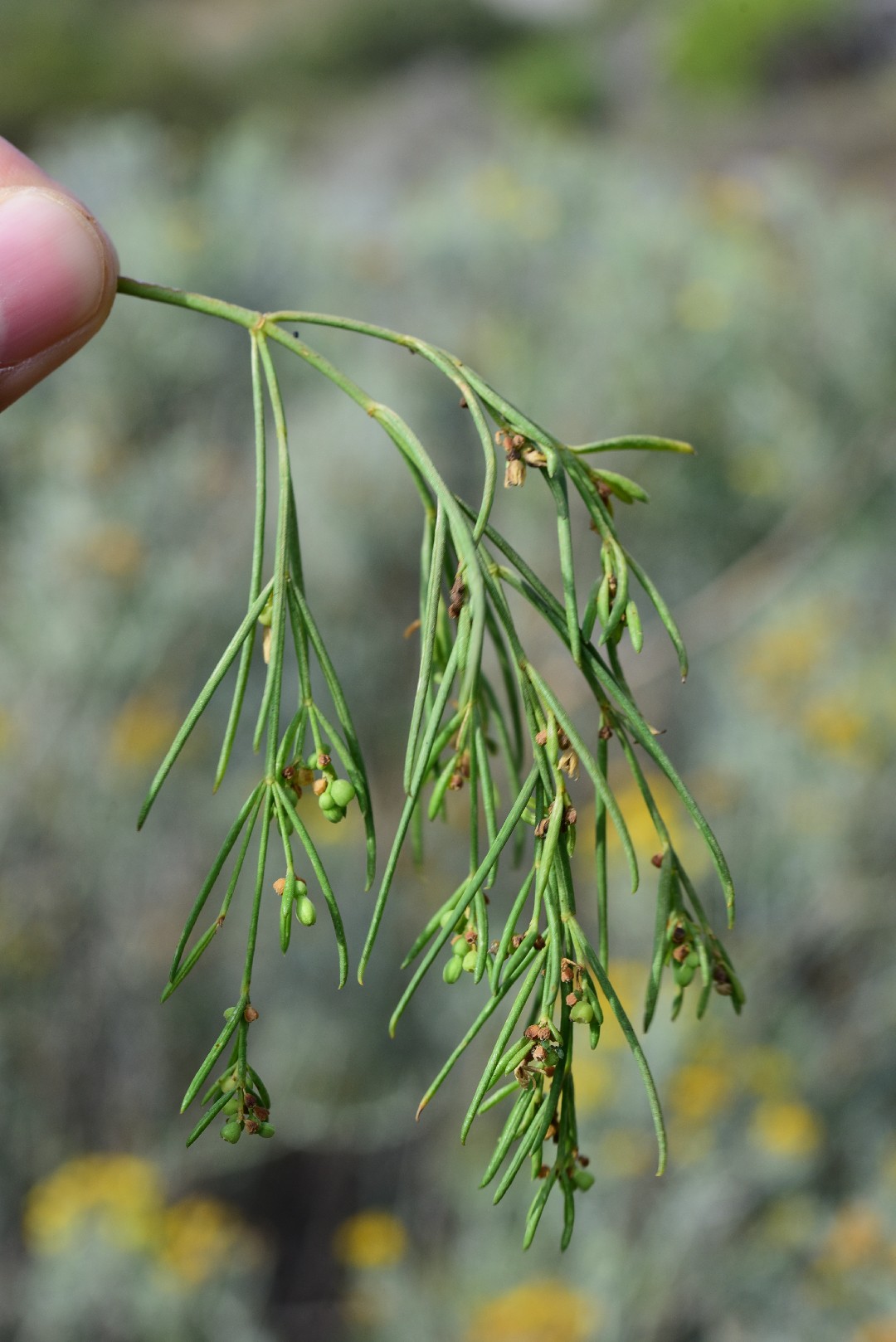 Plocama pendula PictureThis