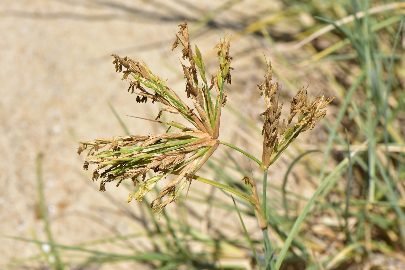 Spinifex (Spinifex)