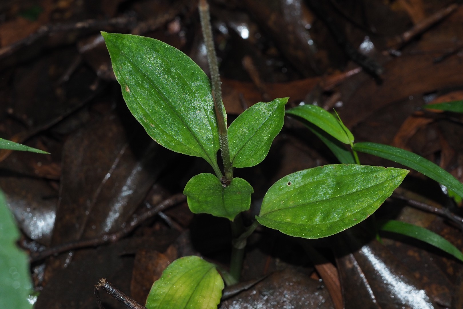Faux helmetorchid (Erythrodes)