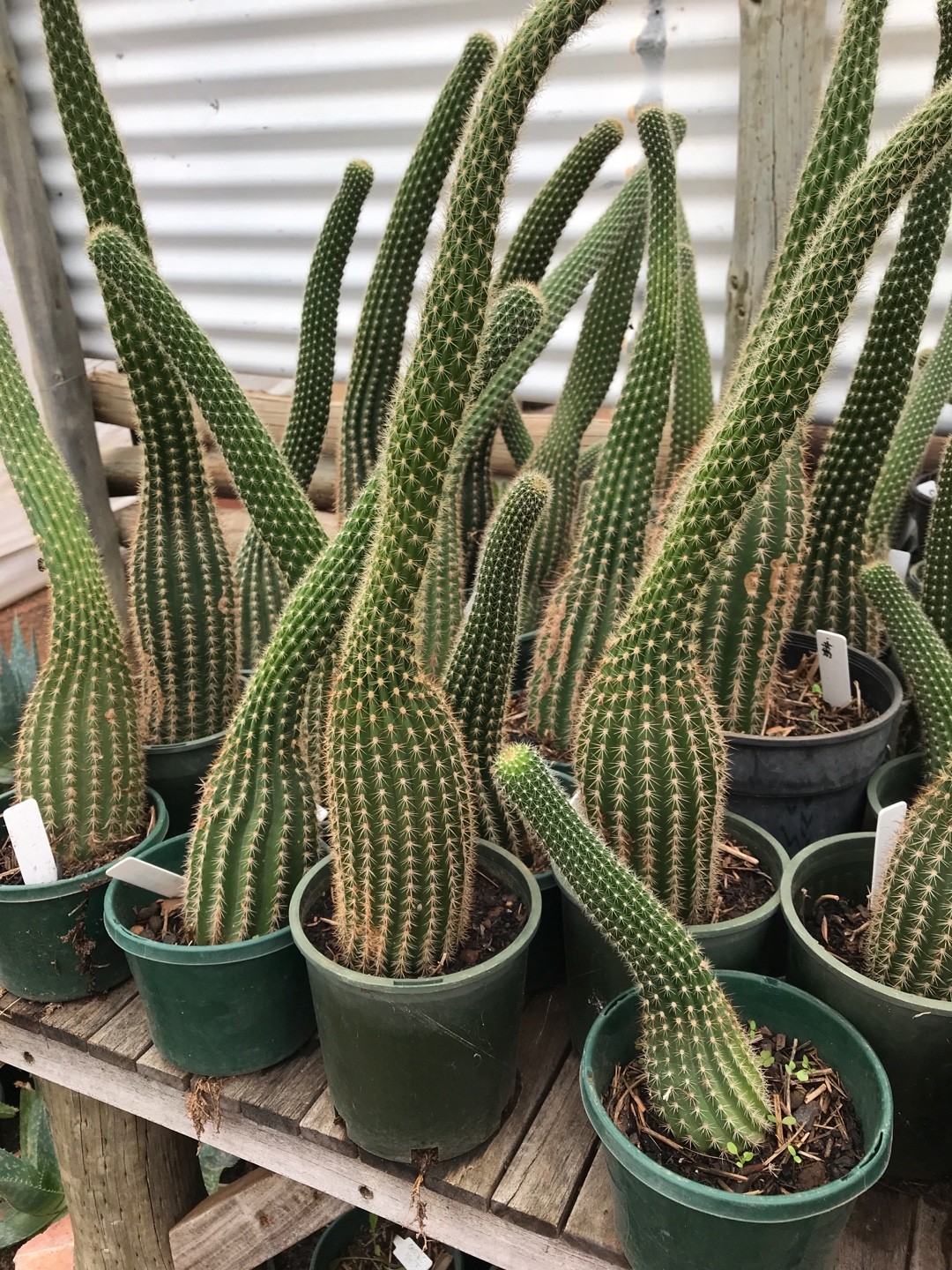 た*か様 人気植物‼️ 野狐　Opuntia pycnantha 野狐の育て方・栽培方法