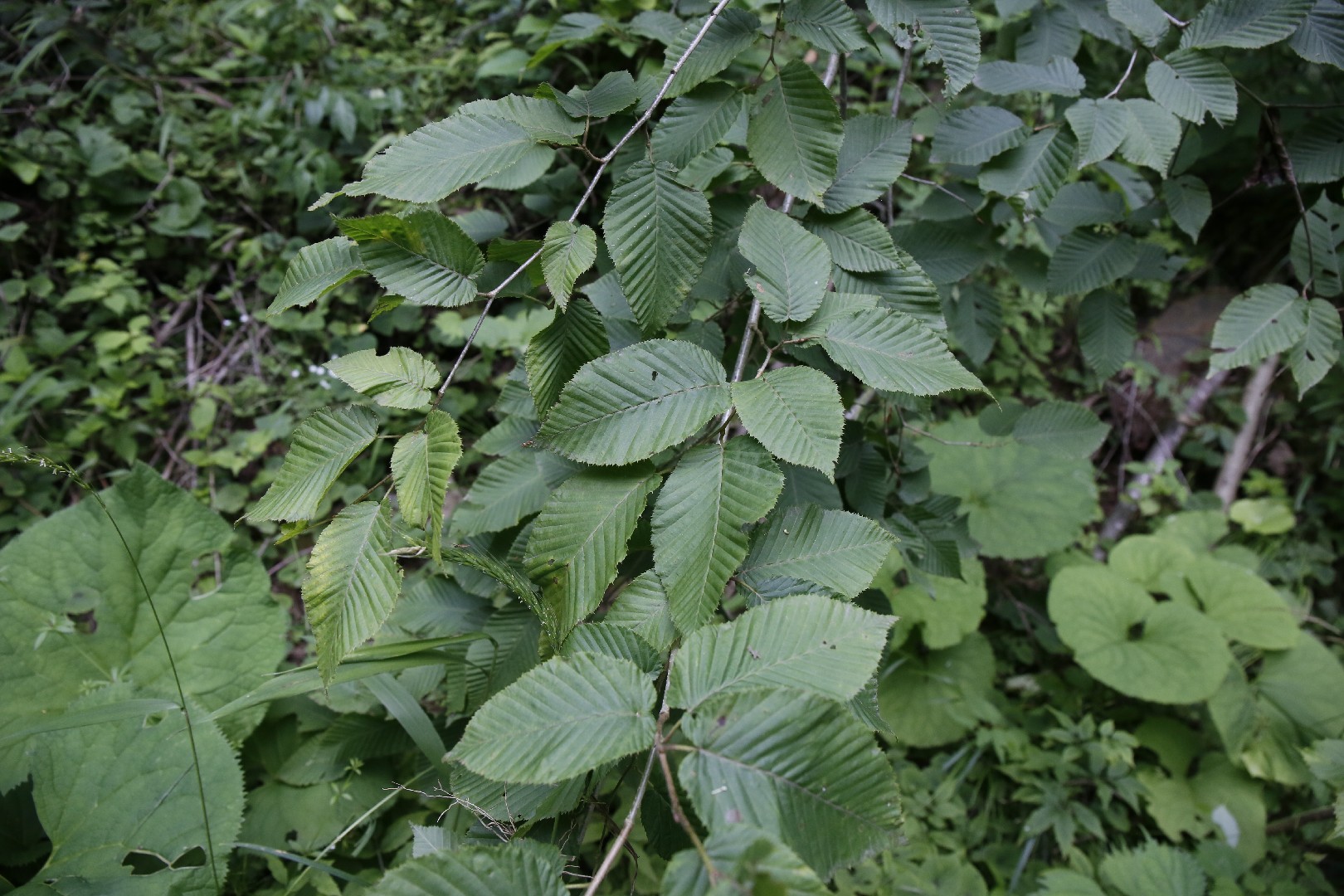 サワシバ（沢柴） (Carpinus cordata) - PictureThis