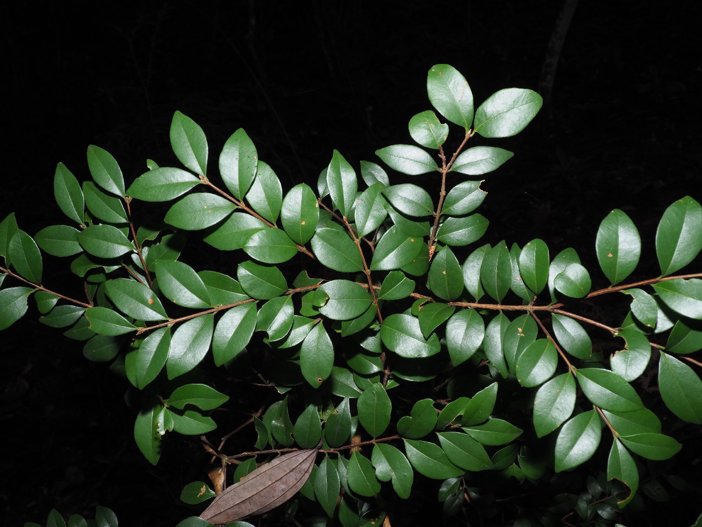 Bonsái Syzygium Buxifolium Natural – Clavo De Olor, Planta Resistente Y Fácil De Cuidar Para Interiores