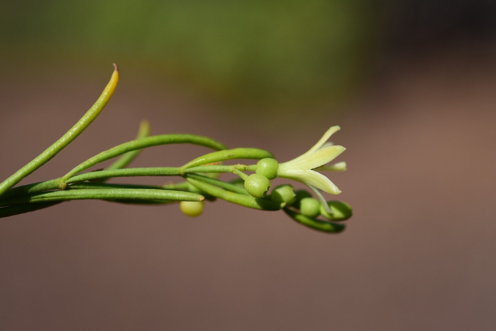Plocama pendula PictureThis