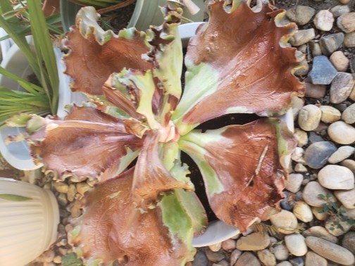 party dress succulent Party Dress ' '