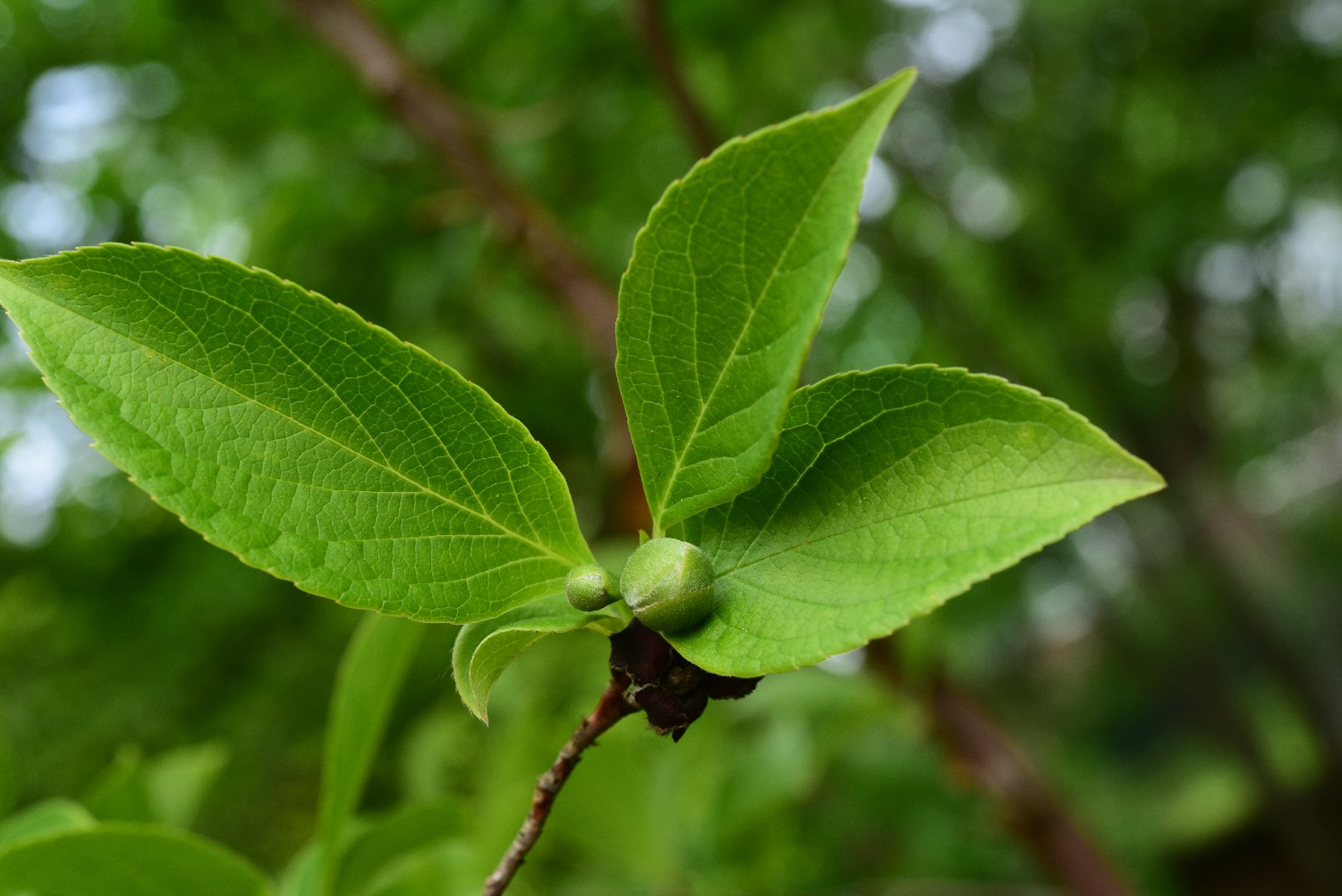 ナツツバキ(夏椿) (Stewartia pseudocamellia) 花言葉,毒性,よくある質問 - PictureThis
