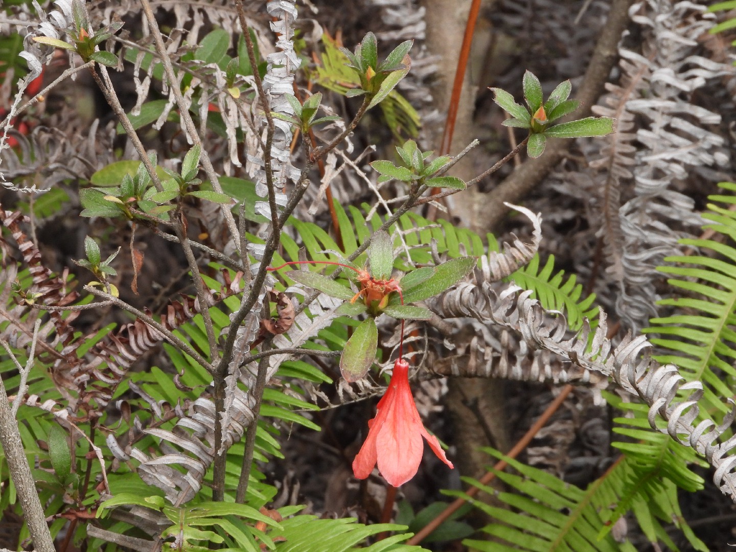 Red azalea - Rhododendron simsii (Care, Characteristics, Flower, Images)