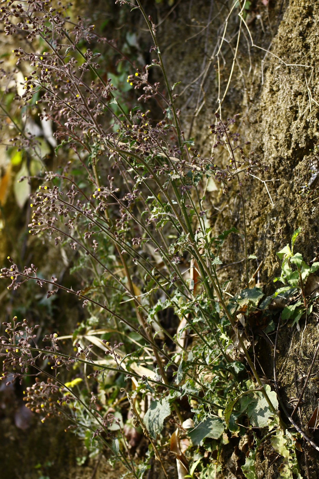 Blumea sinuata PictureThis