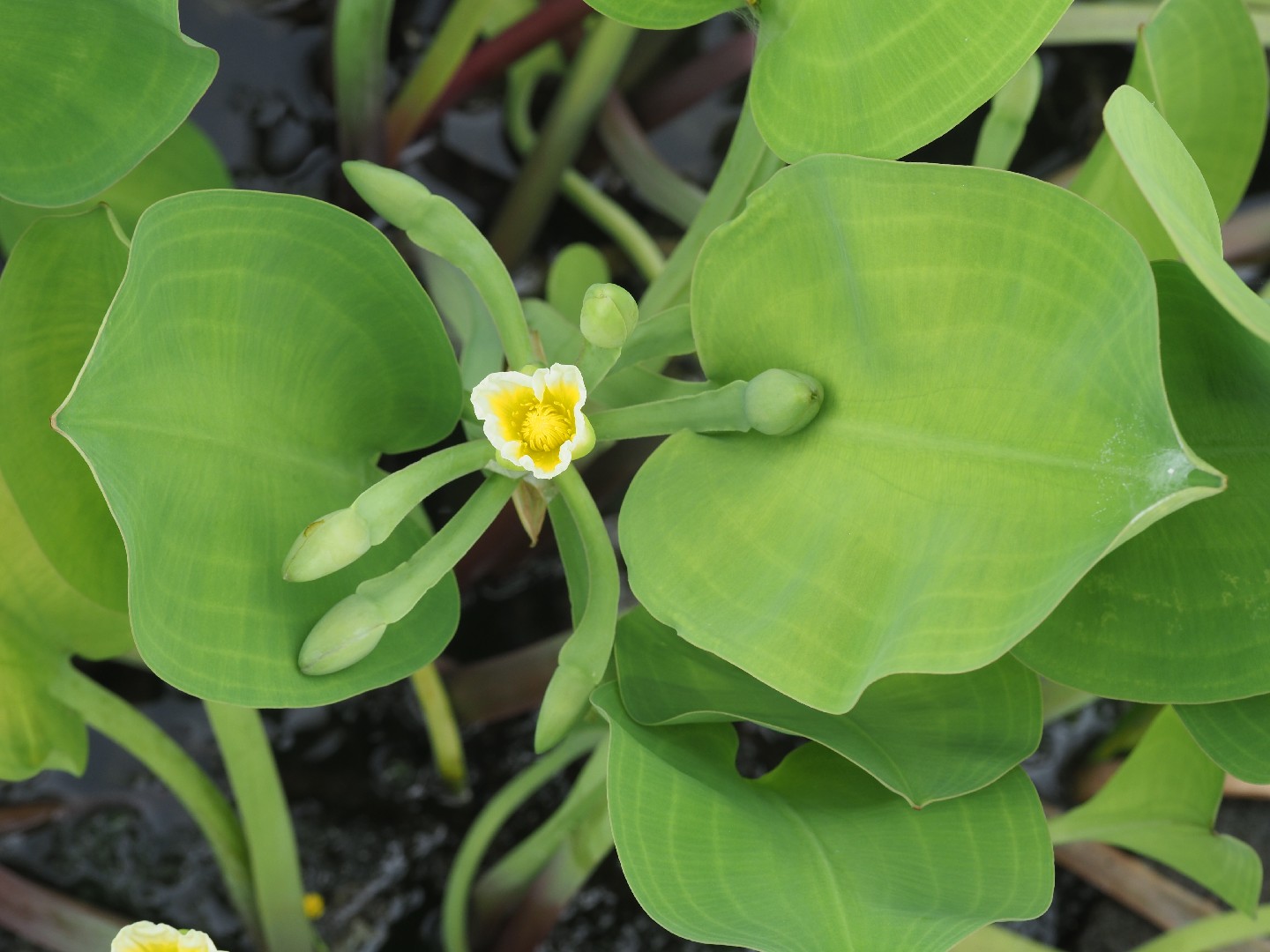 Limnocharis (Limnocharis) Flower, Leaf, Care, Uses - PictureThis
