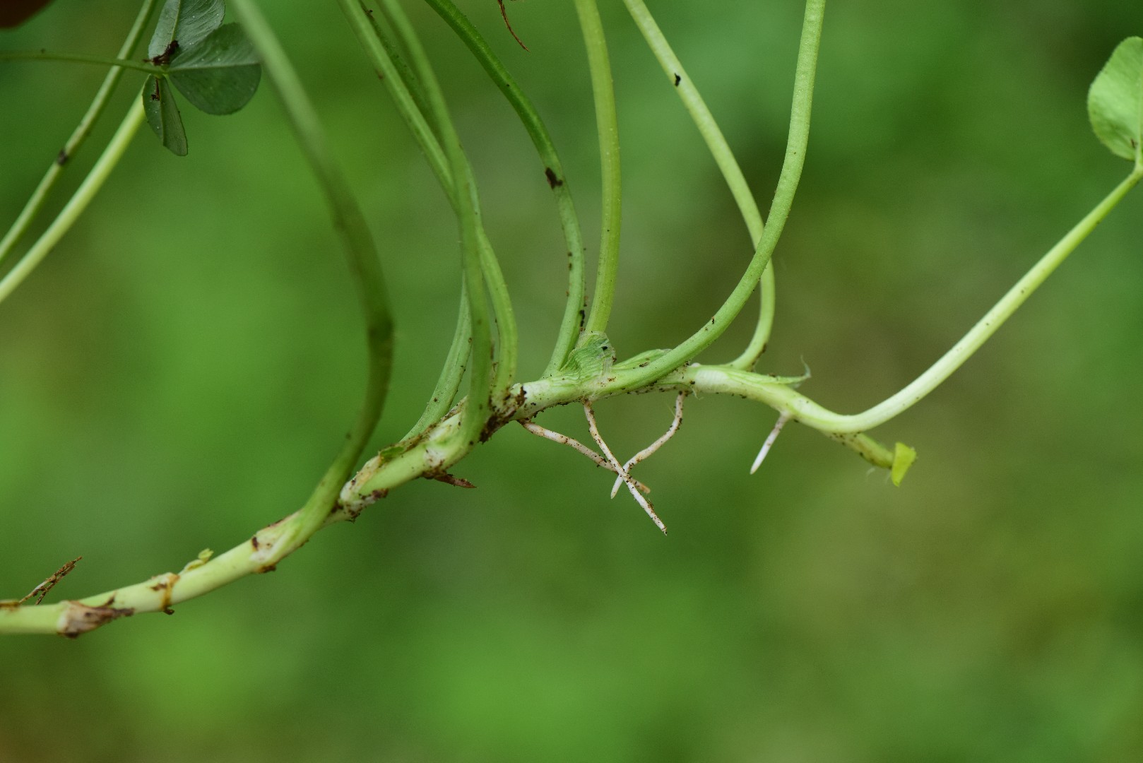 シロツメクサ（白詰草）の判定方法 (Trifolium repens)