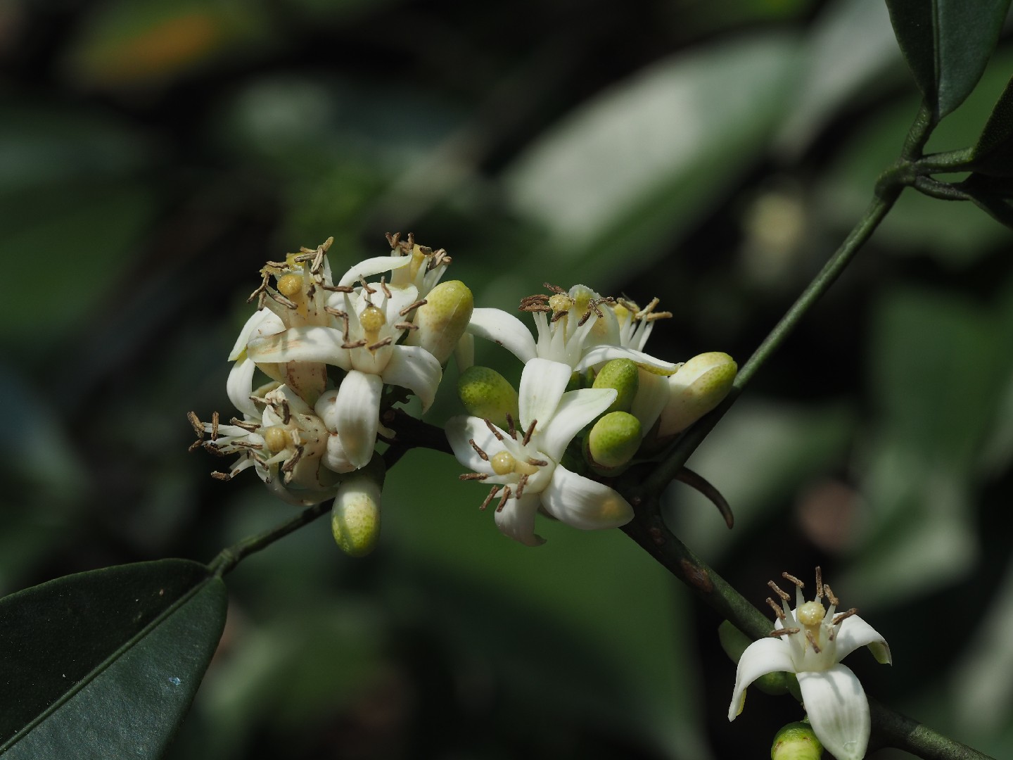 Luvunga Flower, Leaf, Care, Uses - PictureThis