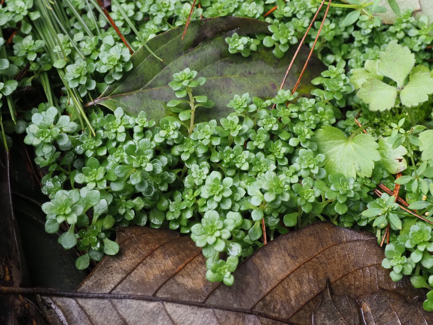 Sedum bulbiferum - PictureThis