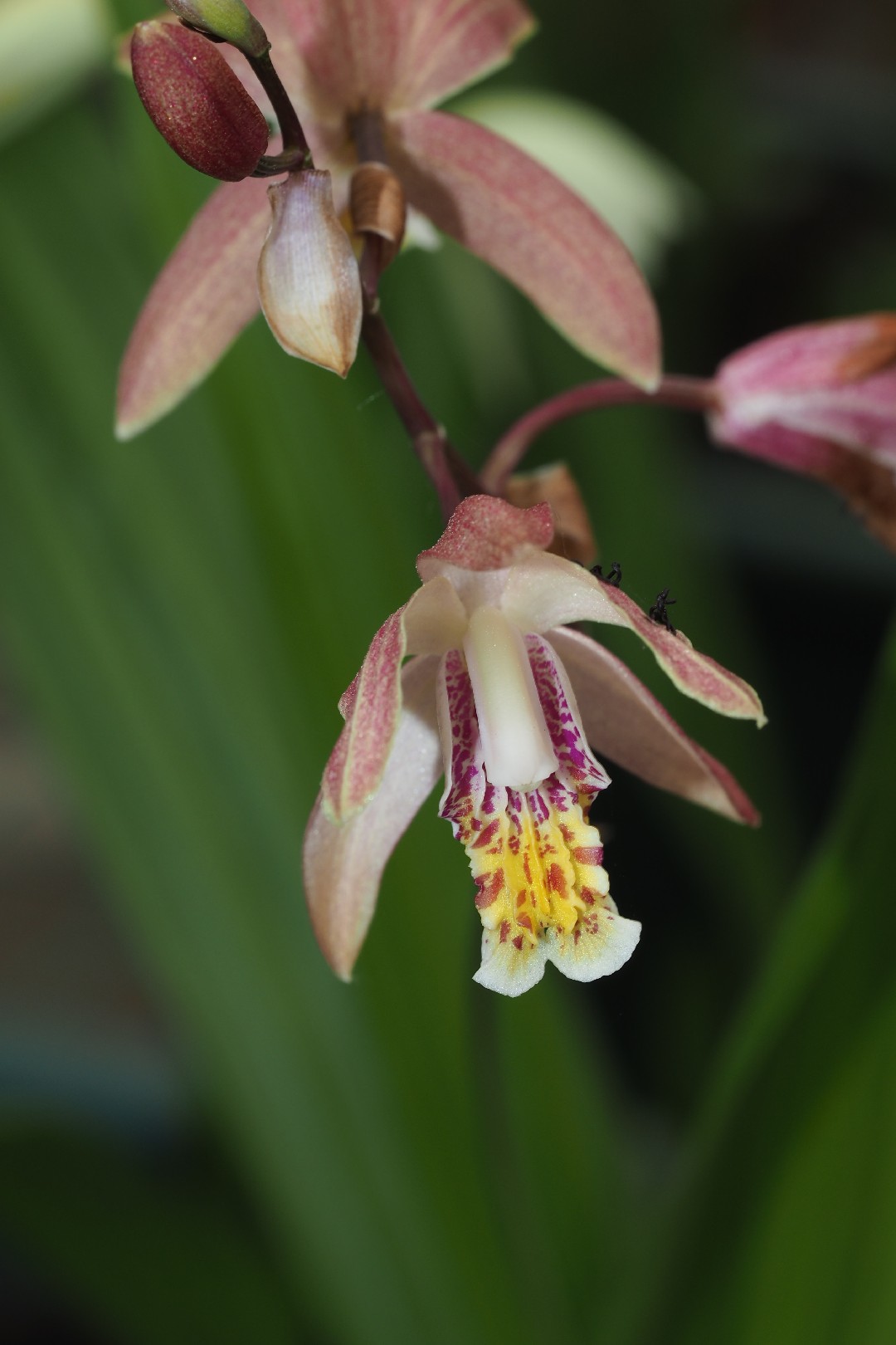 Bletilla formosana PictureThis