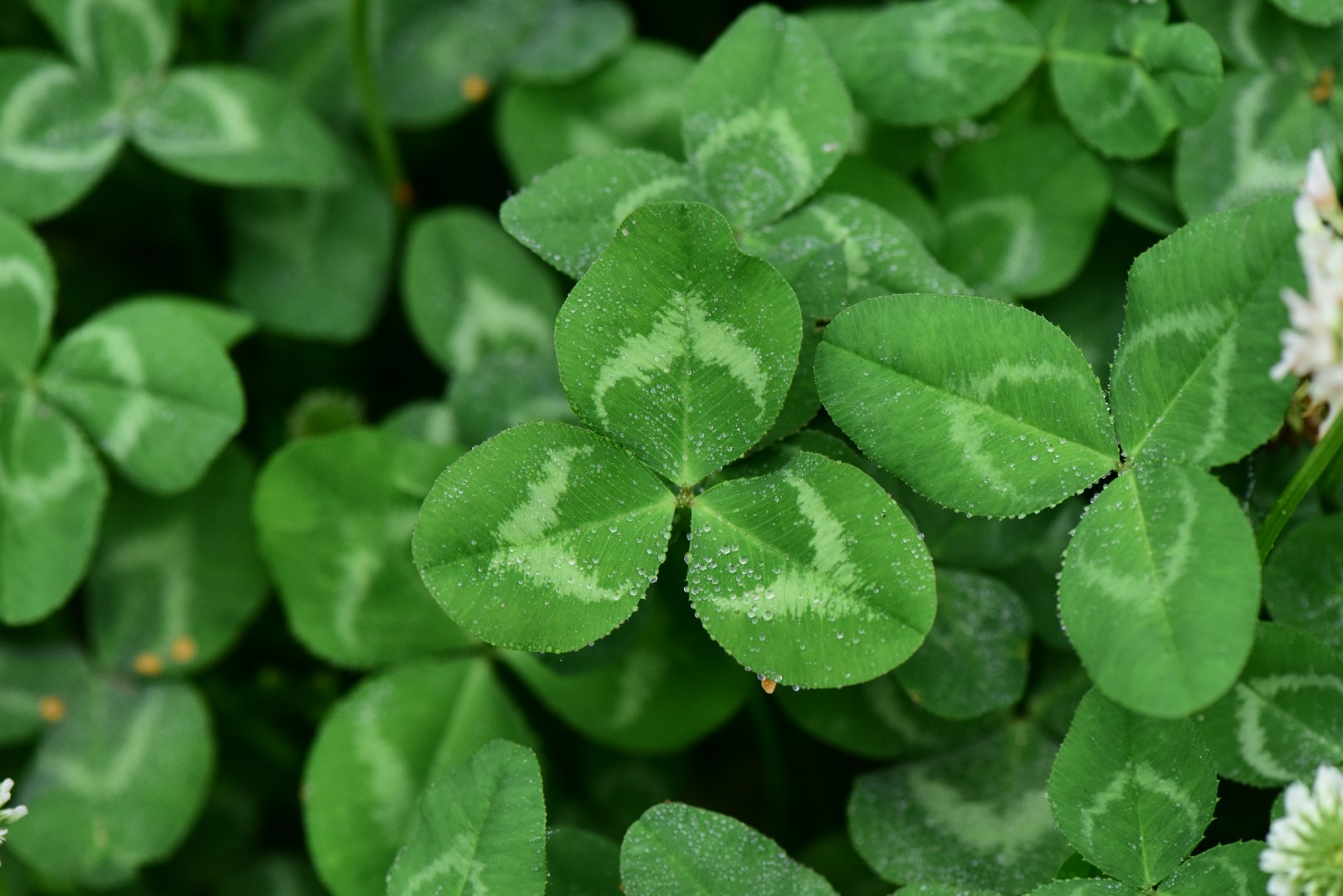 しろつめぐさです。 シロツメクサ｜草花｜デジタルずかん - 教育出版