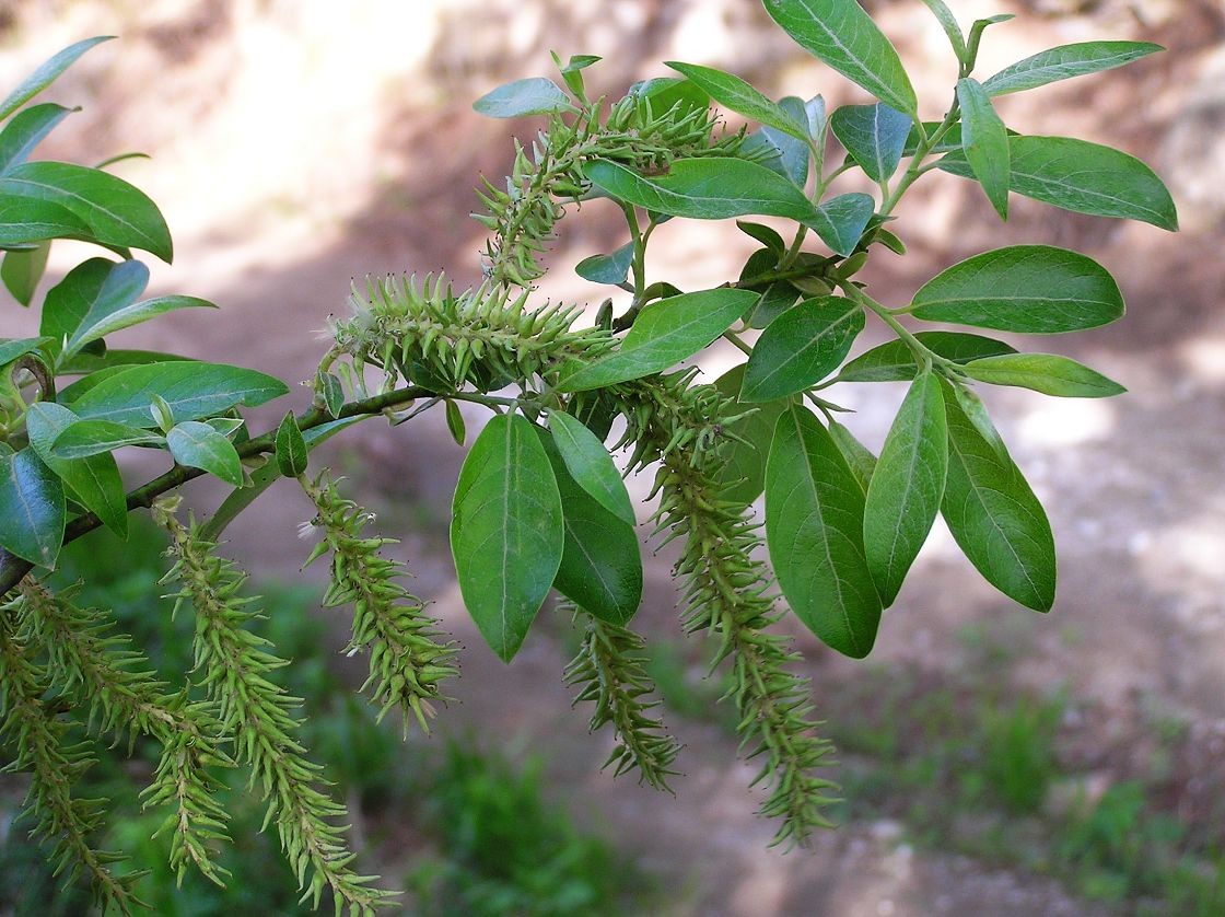 Tealeaved willow (Salix phylicifolia) Flower, Leaf, Care, Uses