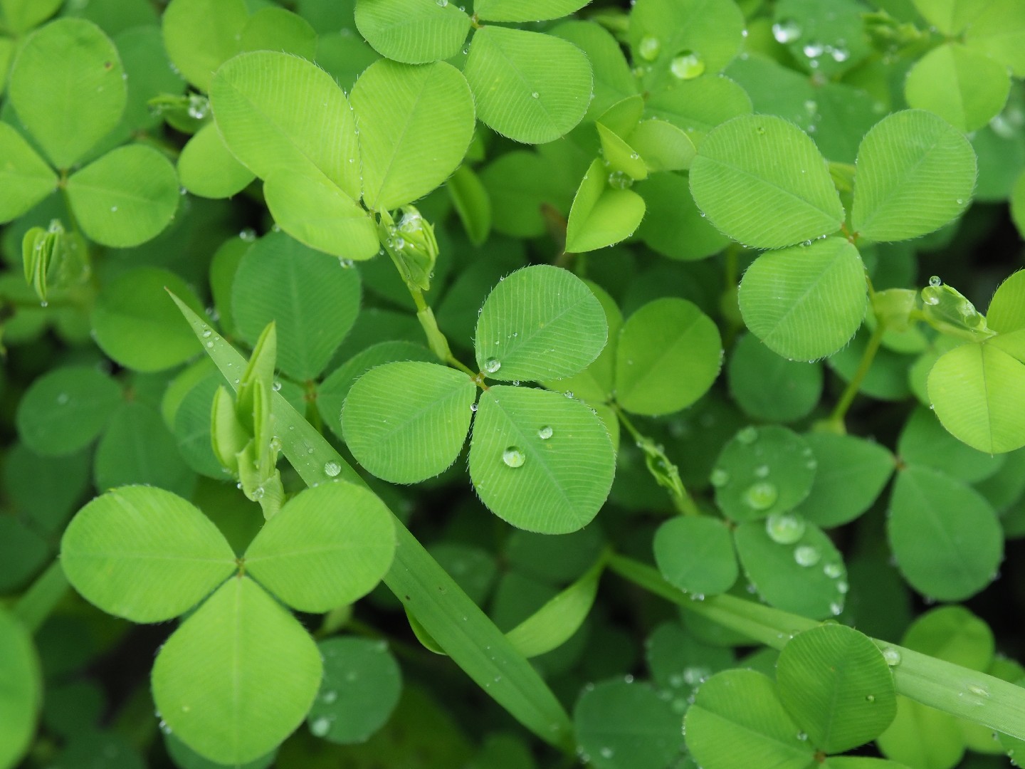 Image of A Japanese clover plant with a single flower and some leaves