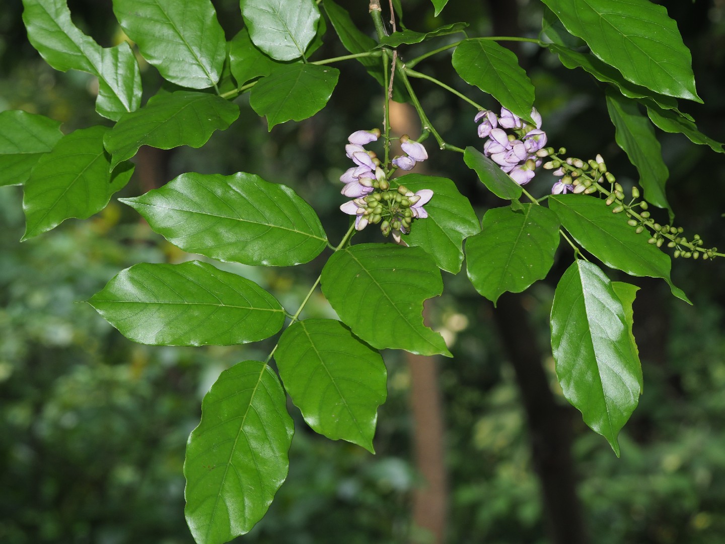 buy neem plant Neem Tree main image 0