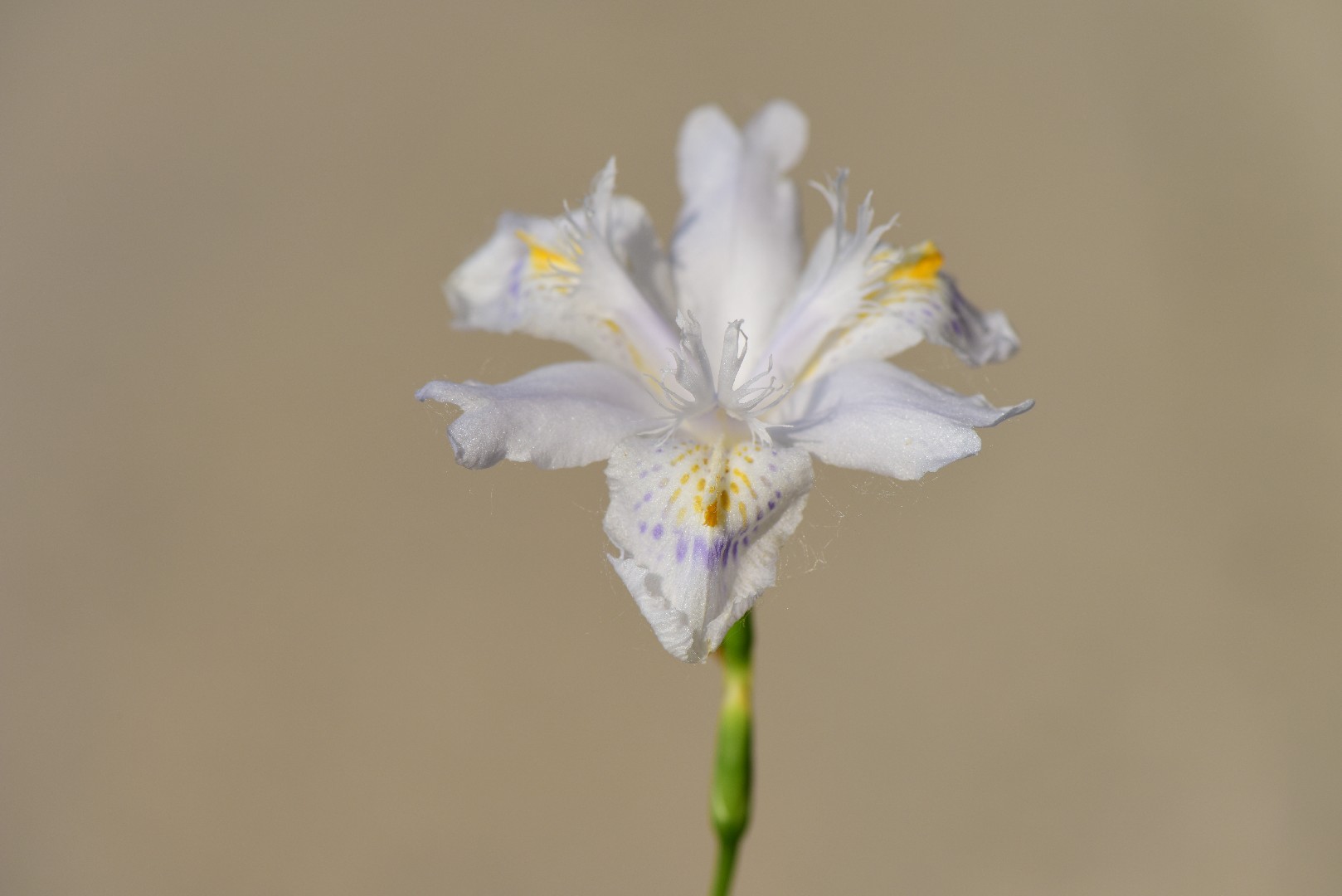 Butterfly-flower (Iris japonica) Flower, Leaf, Care, Uses - PictureThis