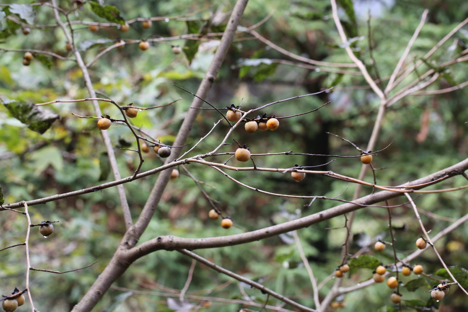 マメガキ（豆柿） (Diospyros lotus) - PictureThis