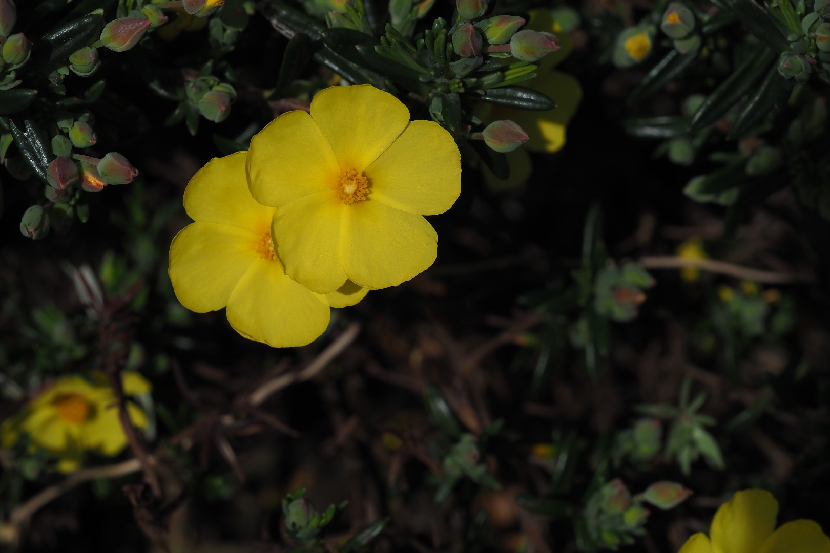 Yellow rock rose (Halimium calycinum) - PictureThis