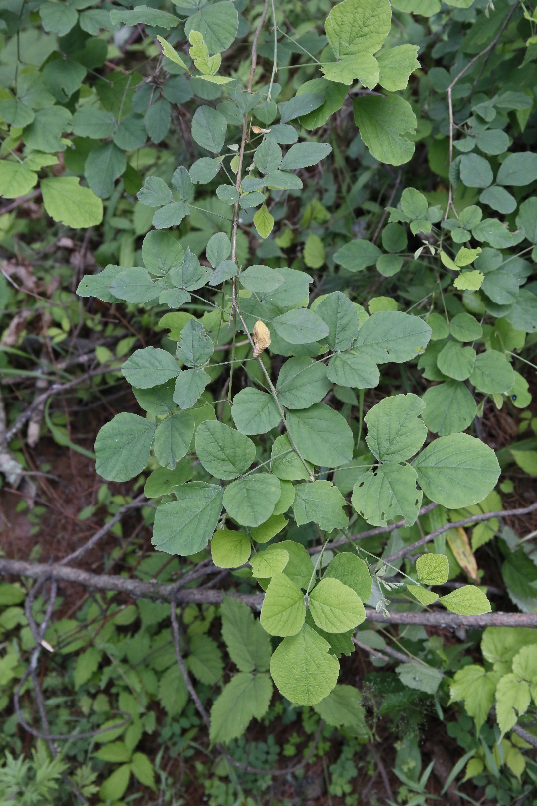 Desmodium elegans PictureThis