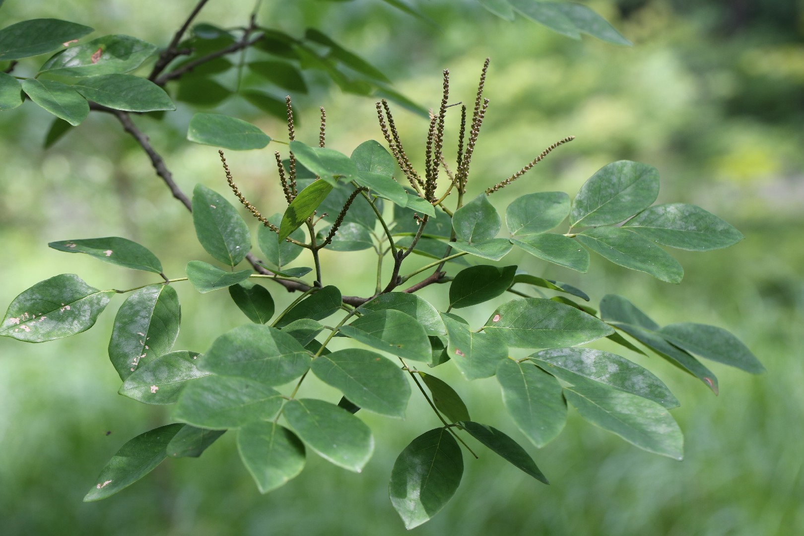 Маакия амурская (10 фото): описание листьев и цветков maackia amurensis, применение древесины, выращивание