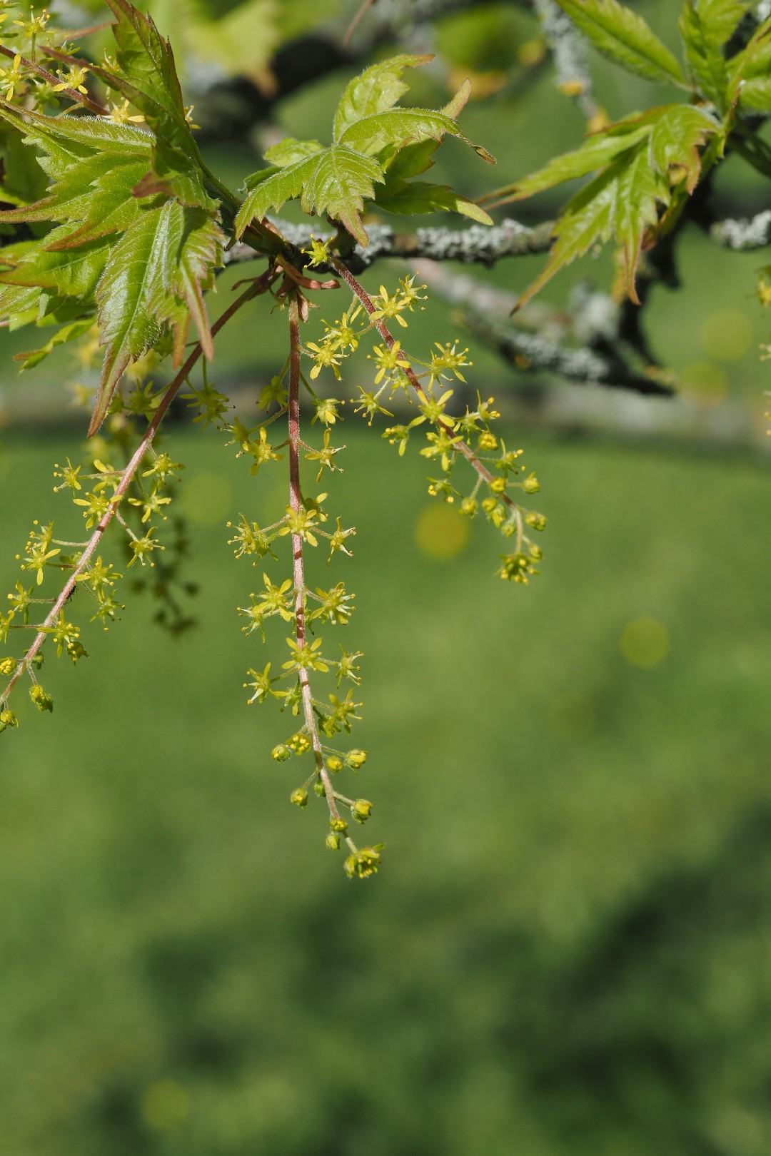 ミツデカエデ（三手楓） (Acer cissifolium) - PictureThis