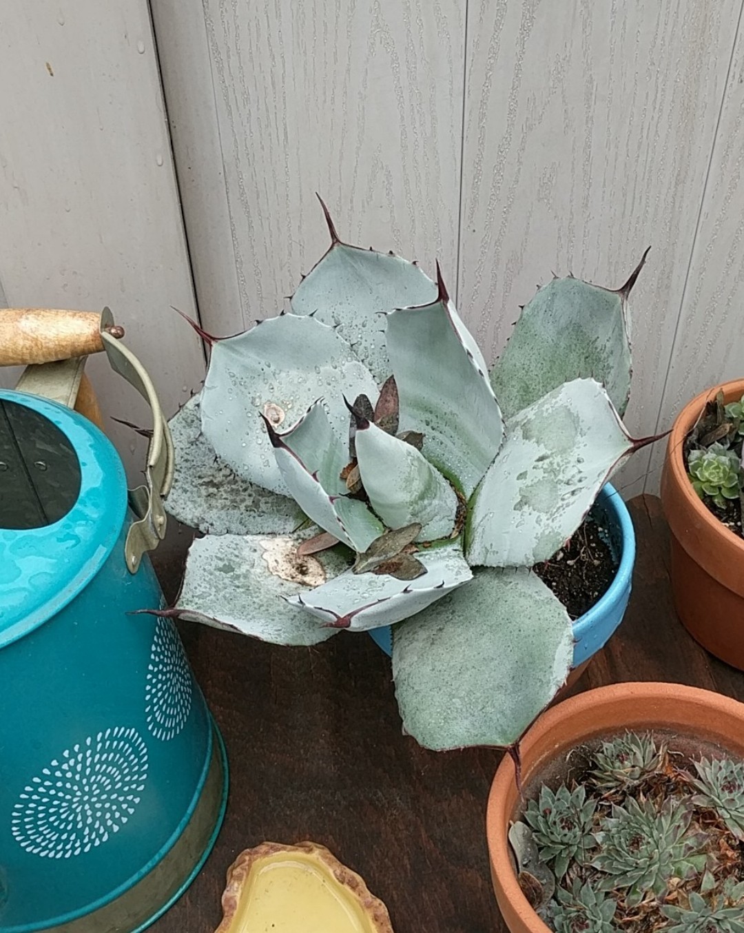 観葉植物 アガベ アリゾニカ 短葉肉厚