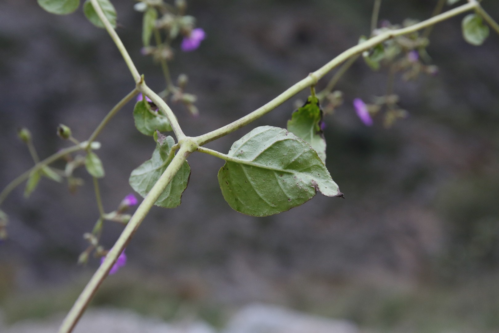 Boerhavia diffusa PictureThis