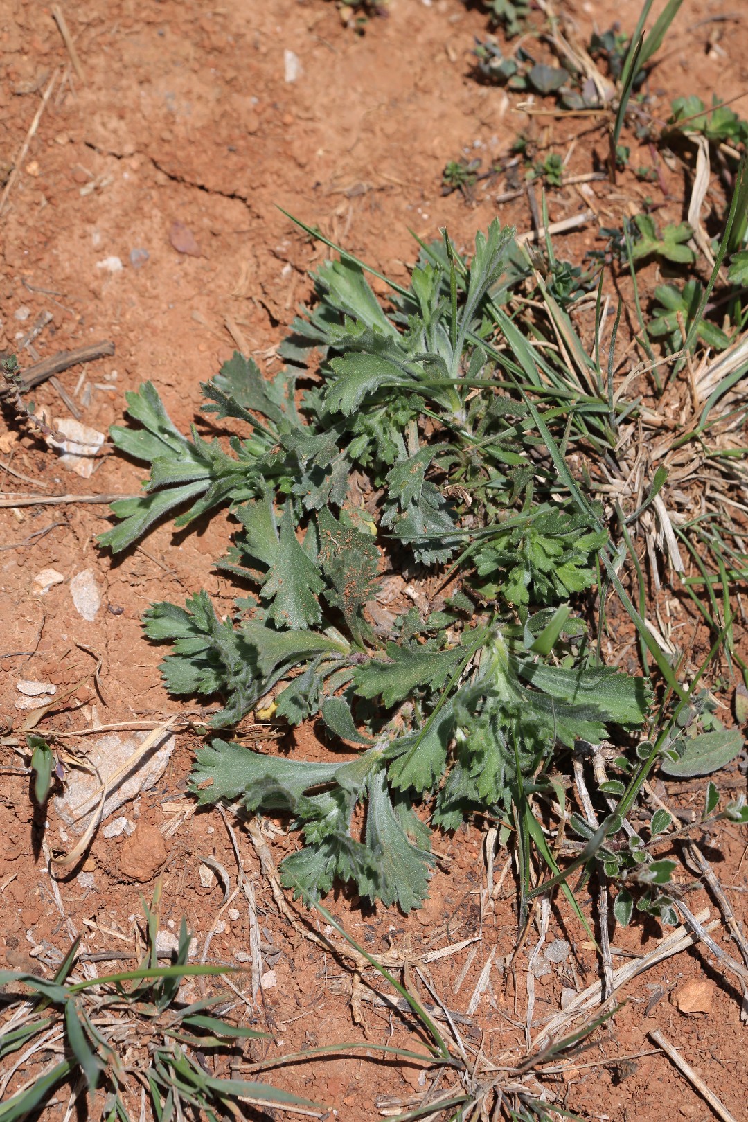 제비쑥 (Artemisia japonica) PictureThis