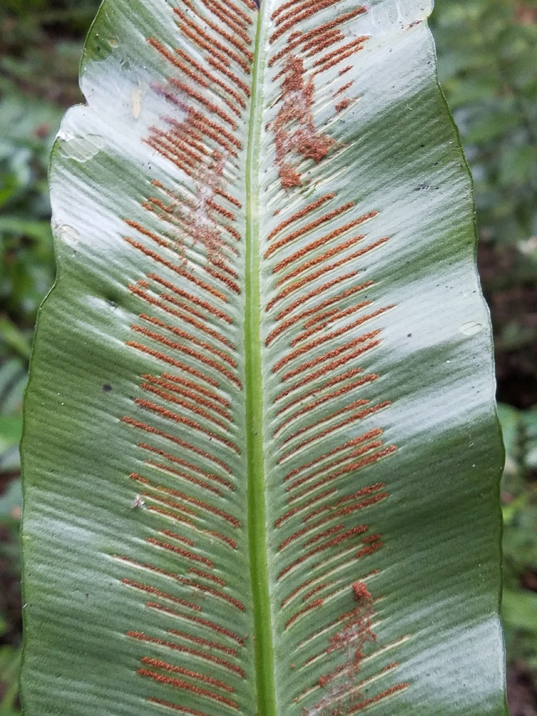シマオオタニワタリ（島大谷渡） (ケア, 特徴, 象徴, 画像)