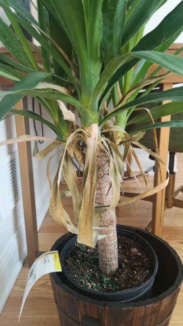 How to Grow and Care for Spineless yucca