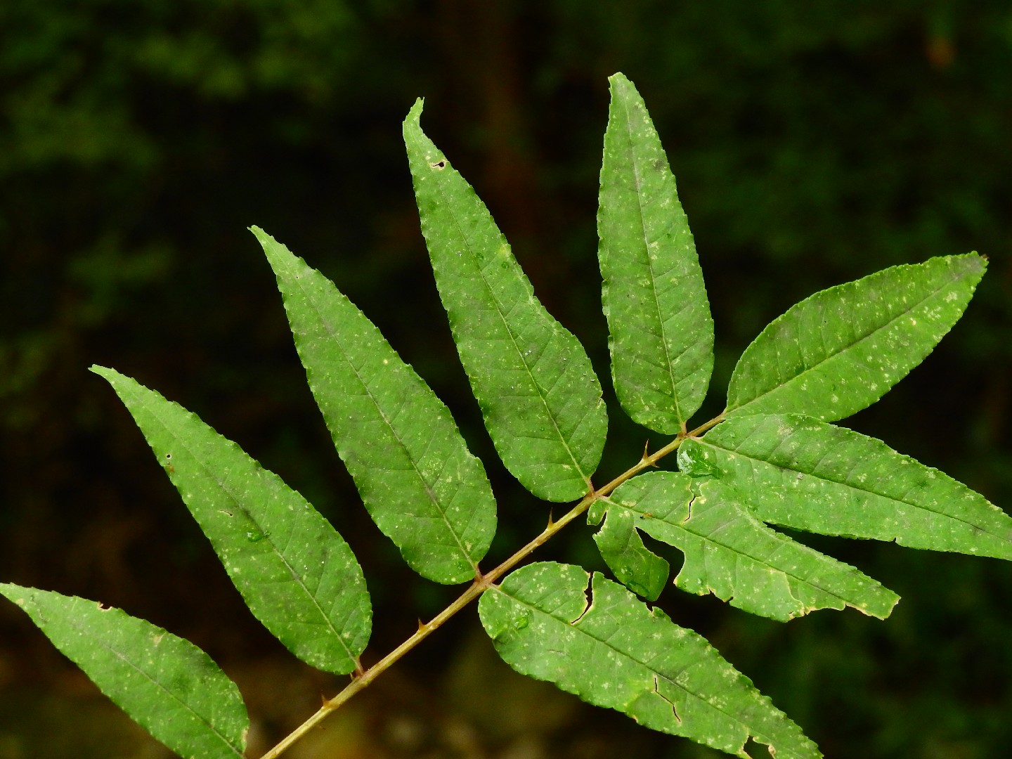 カラスザンショウ 枝付き葉っぱ 300枚 幼虫 餌