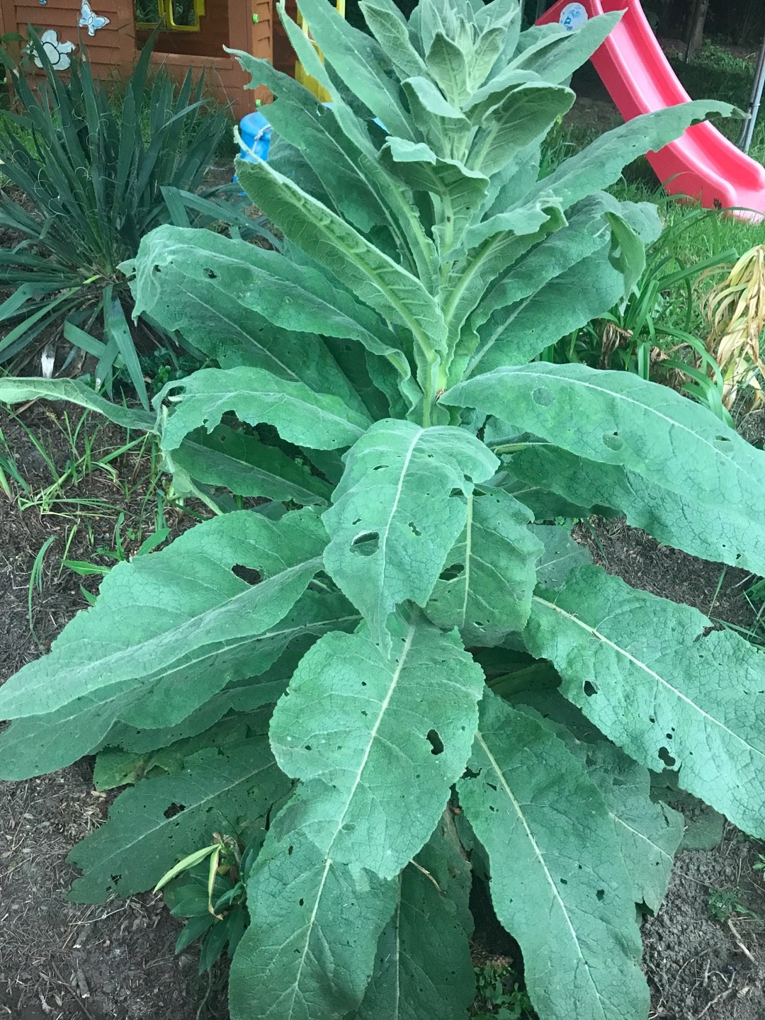 How to Grow and Care for Aaron's Rod
