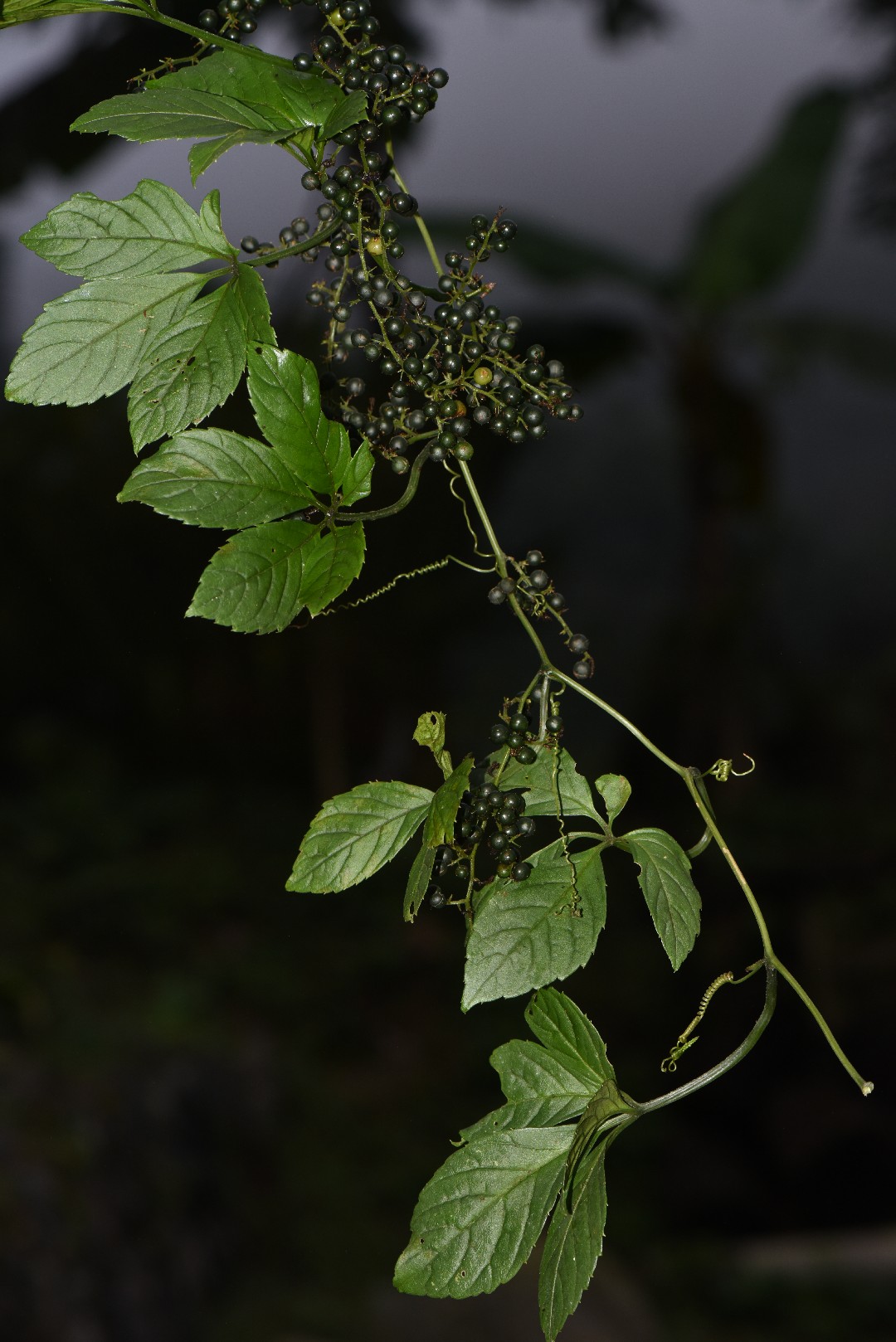 アマチャヅル（甘茶蔓）の育て方・栽培方法