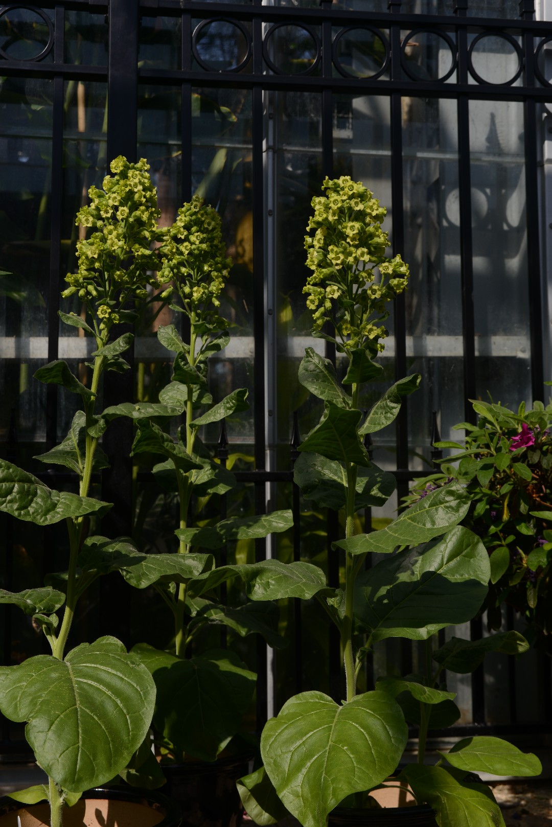 is tobacco a new world crop A Brief History of Tobacco in the Americas is tobacco a new world crop A Brief History of Tobacco in the Americas