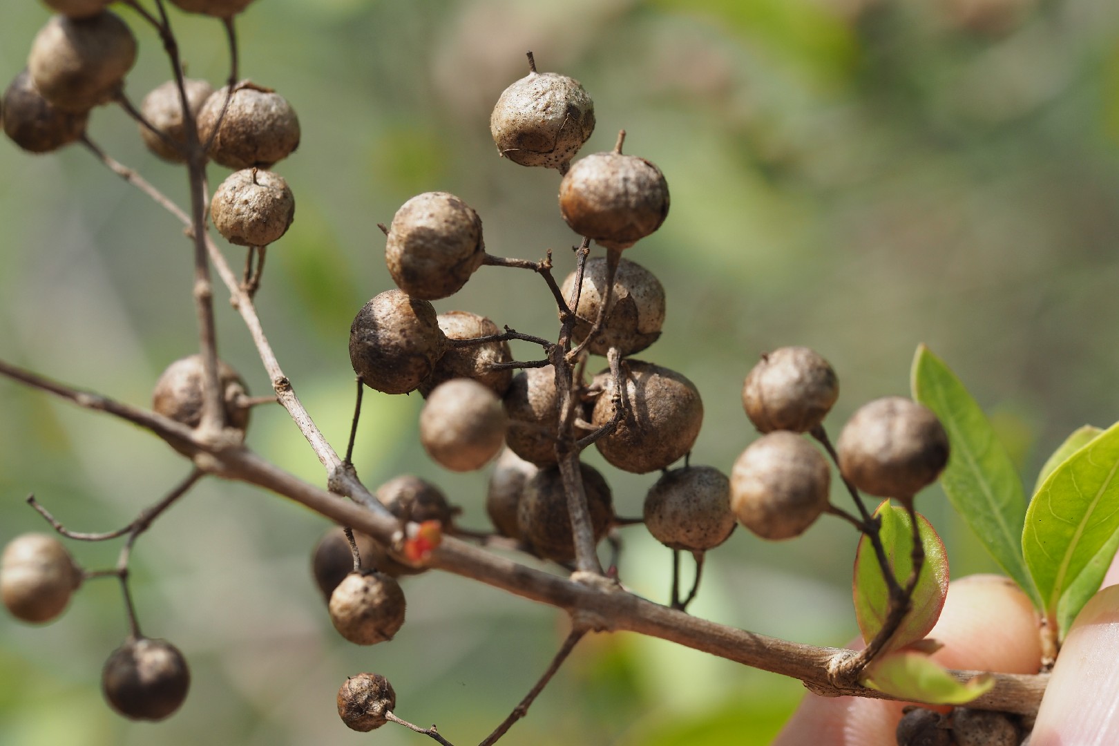 How to Plant and Grow Egyptianprivet(Lawsonia inermis)